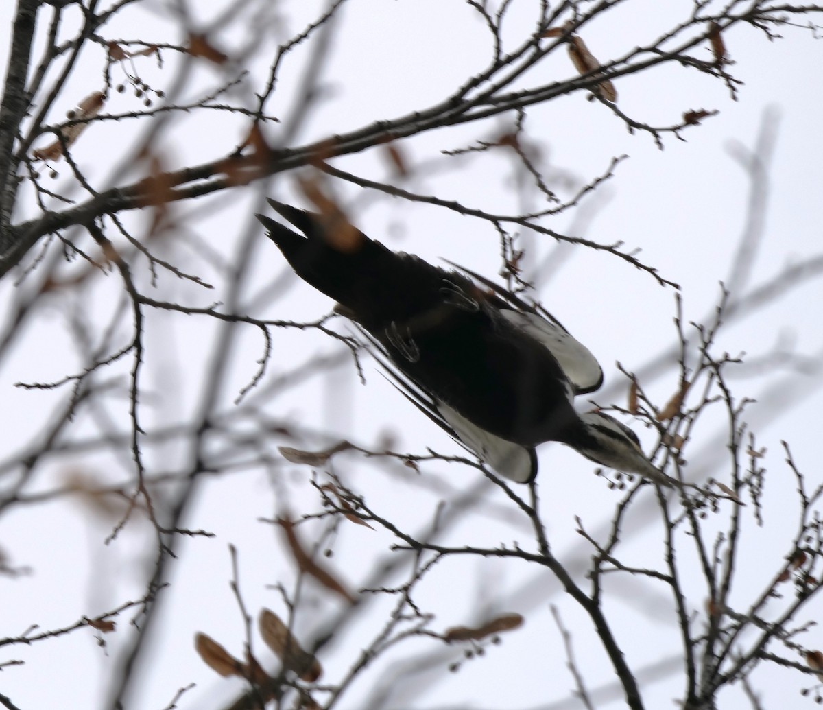 Pileated Woodpecker - ML614685932