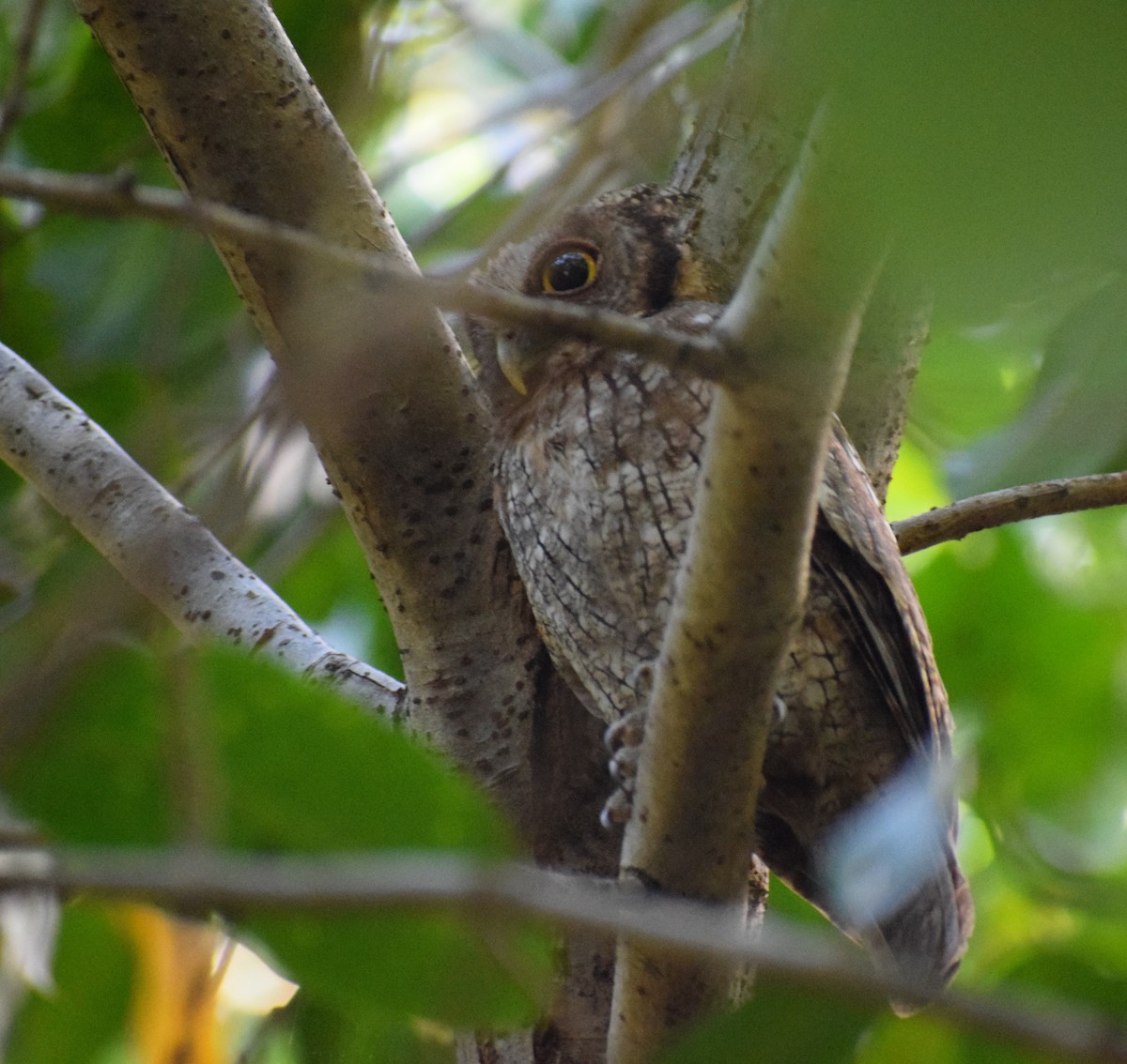 Tropical Screech-Owl - ML614685955
