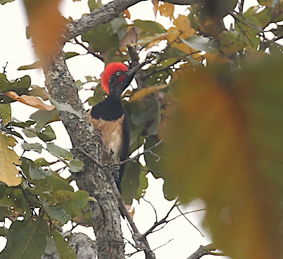 White-bellied Woodpecker - ML614685961