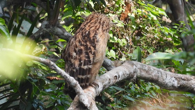 Buffy Fish-Owl - ML614686015