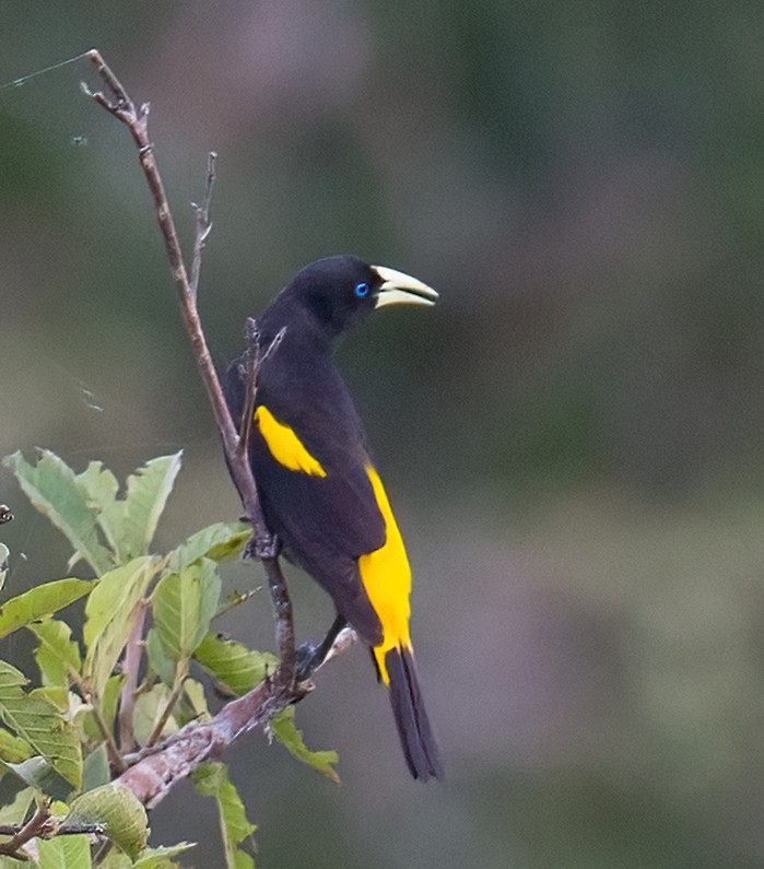 Yellow-rumped Cacique (Amazonian) - ML614686032