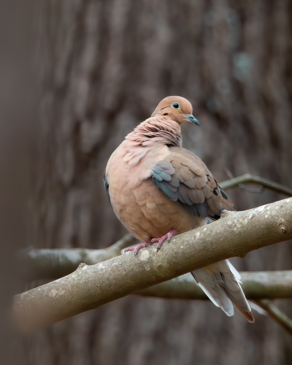 Mourning Dove - ML614686034