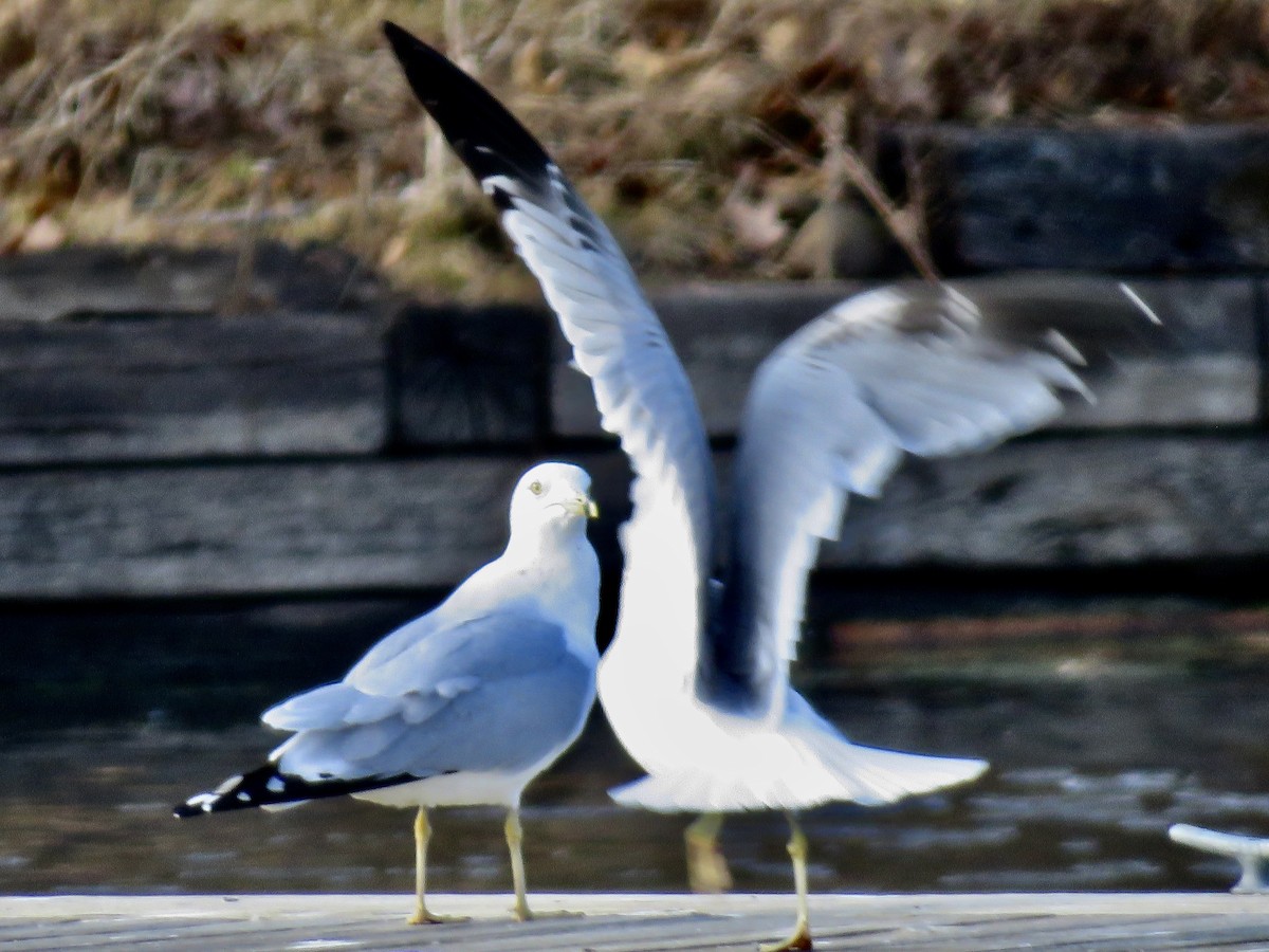 Ring-billed Gull - ML614686036