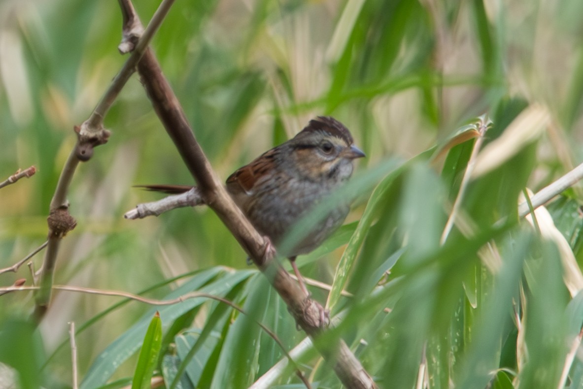 Swamp Sparrow - ML614686062