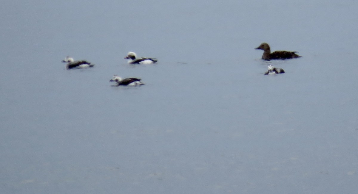 Long-tailed Duck - ML614686065