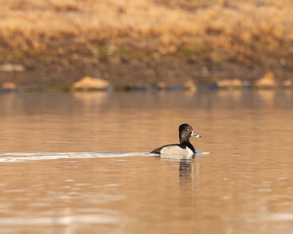 Ring-necked Duck - ML614686115