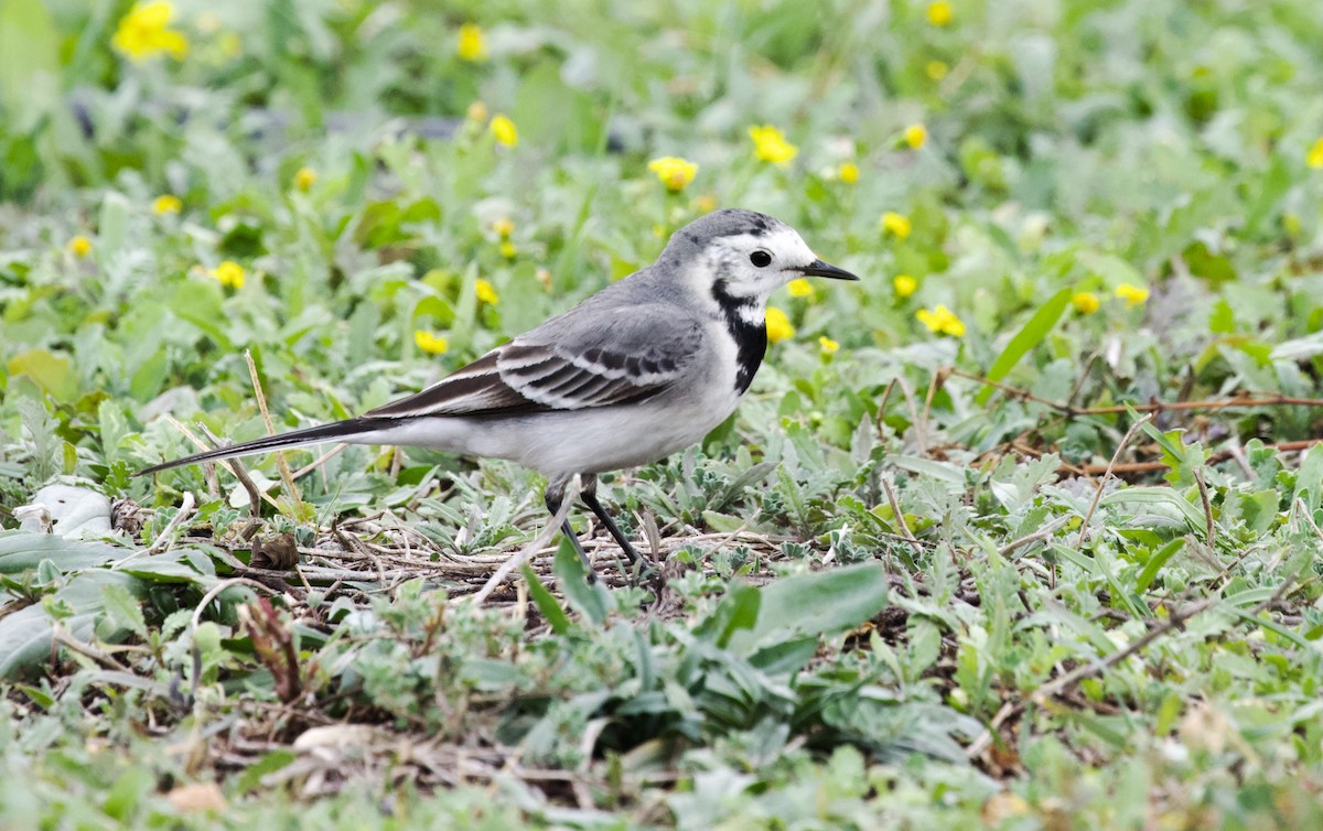 White Wagtail (White-faced) - ML614686116
