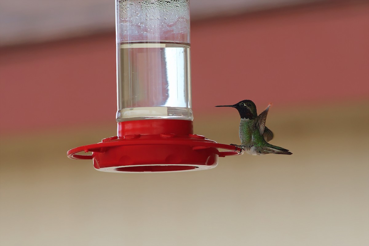 hummingbird sp. - ML614686120