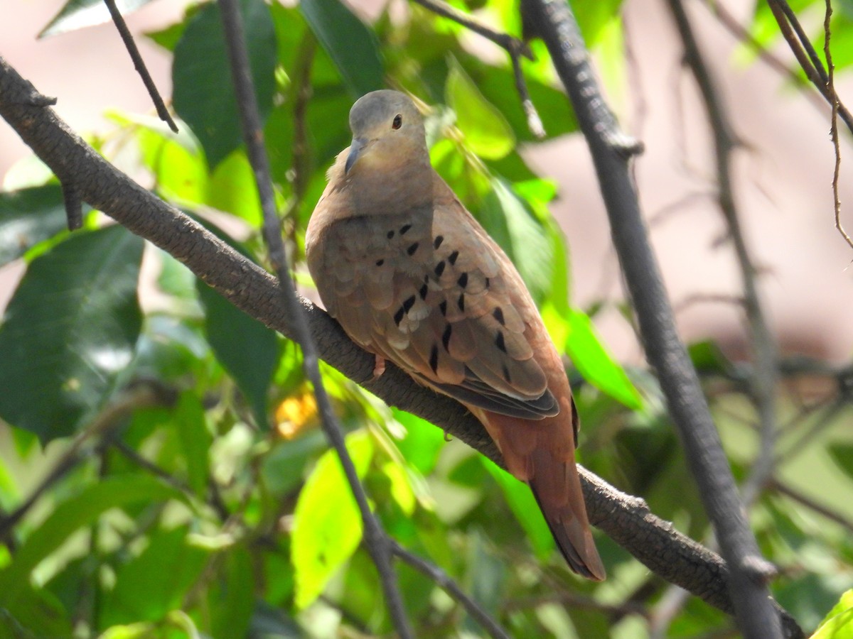 Ruddy Ground Dove - ML614686130