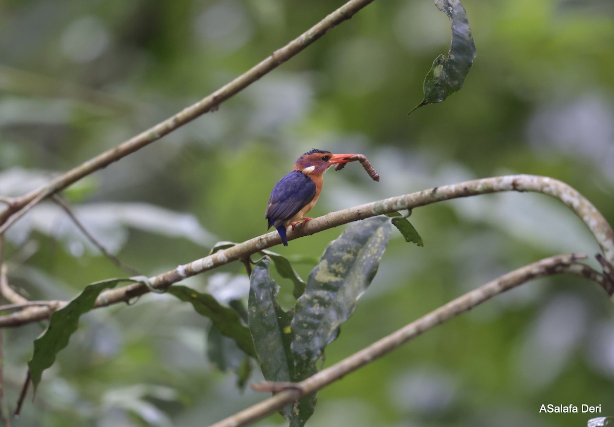 African Pygmy Kingfisher (Northern) - ML614686139