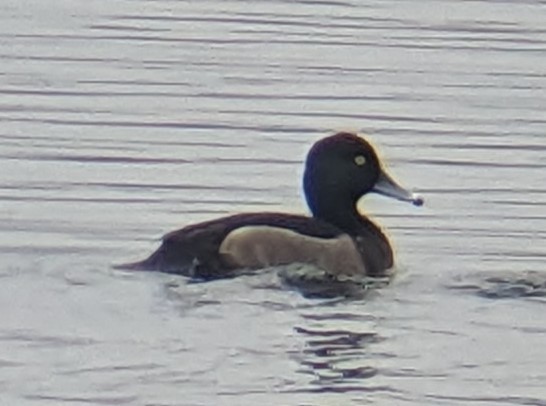 Белоглазый нырок x Хохлатая чернеть (гибрид) - ML614686179