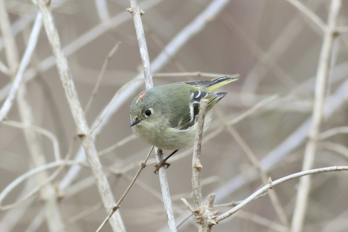 Ruby-crowned Kinglet - Josh Bock