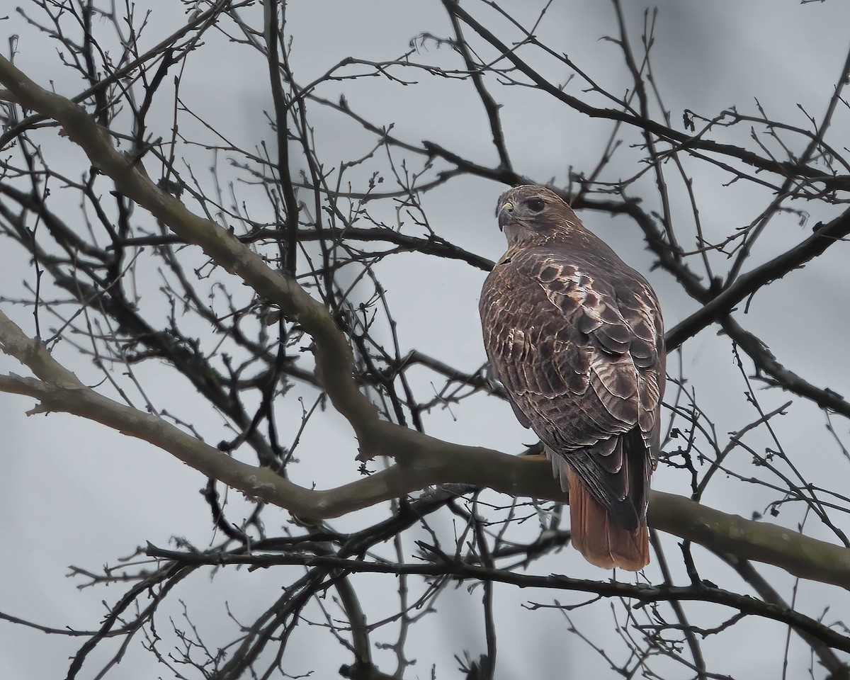 Red-tailed Hawk - ML614686232