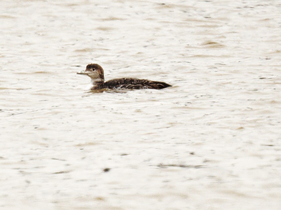 Common Loon - ML614686298