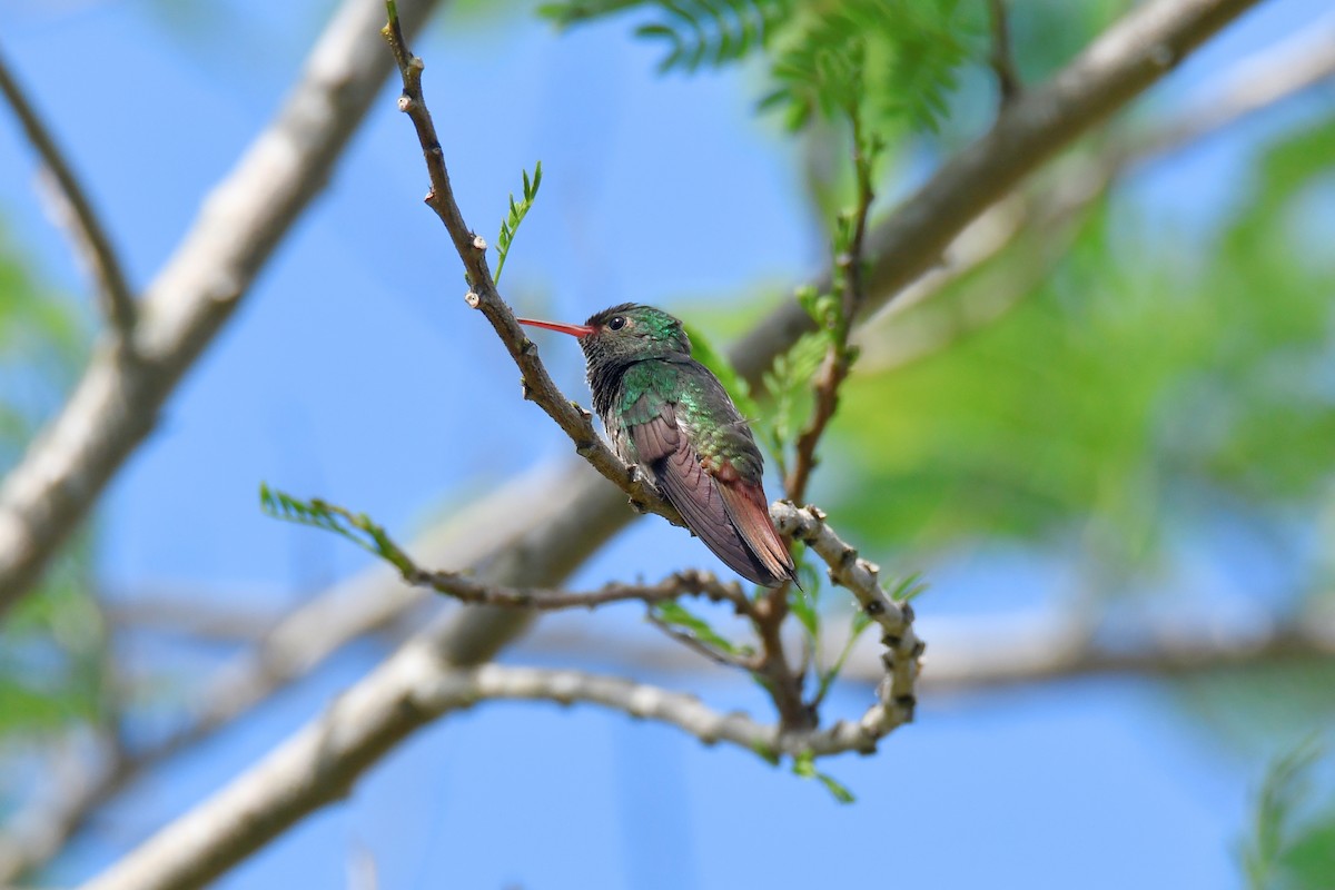 Rufous-tailed Hummingbird - Cornelio Chablé