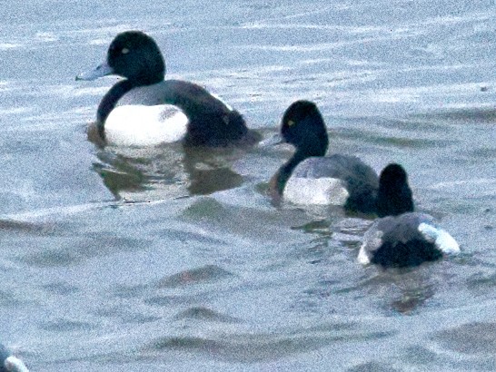 Greater Scaup - ML614686343