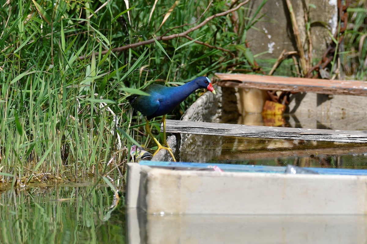 Purple Gallinule - ML614686361