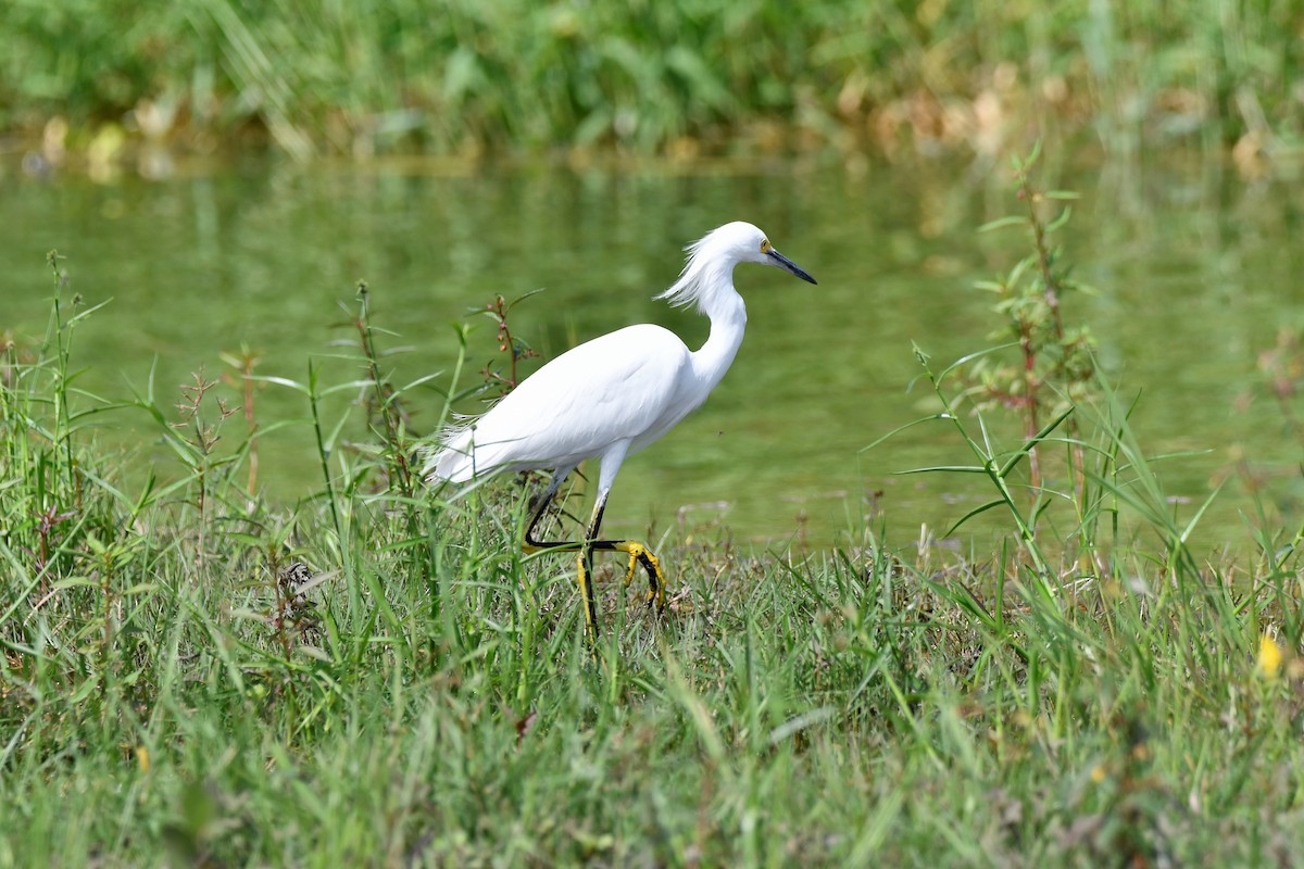 Snowy Egret - Cornelio Chablé