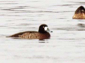 Greater Scaup - ML614686367