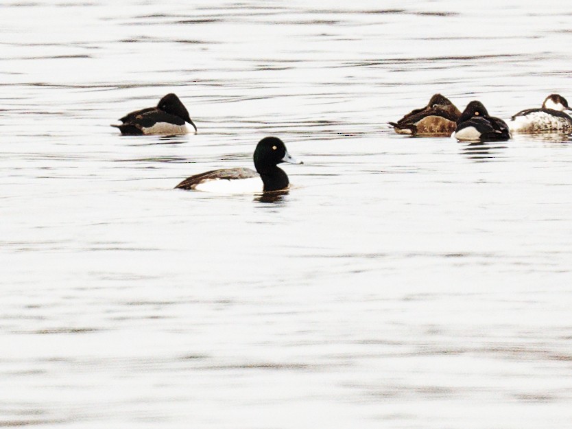 Greater Scaup - ML614686368