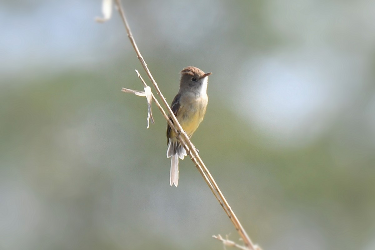 White-throated Flycatcher - ML614686374