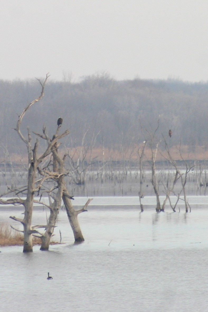 Bald Eagle - ML614686428