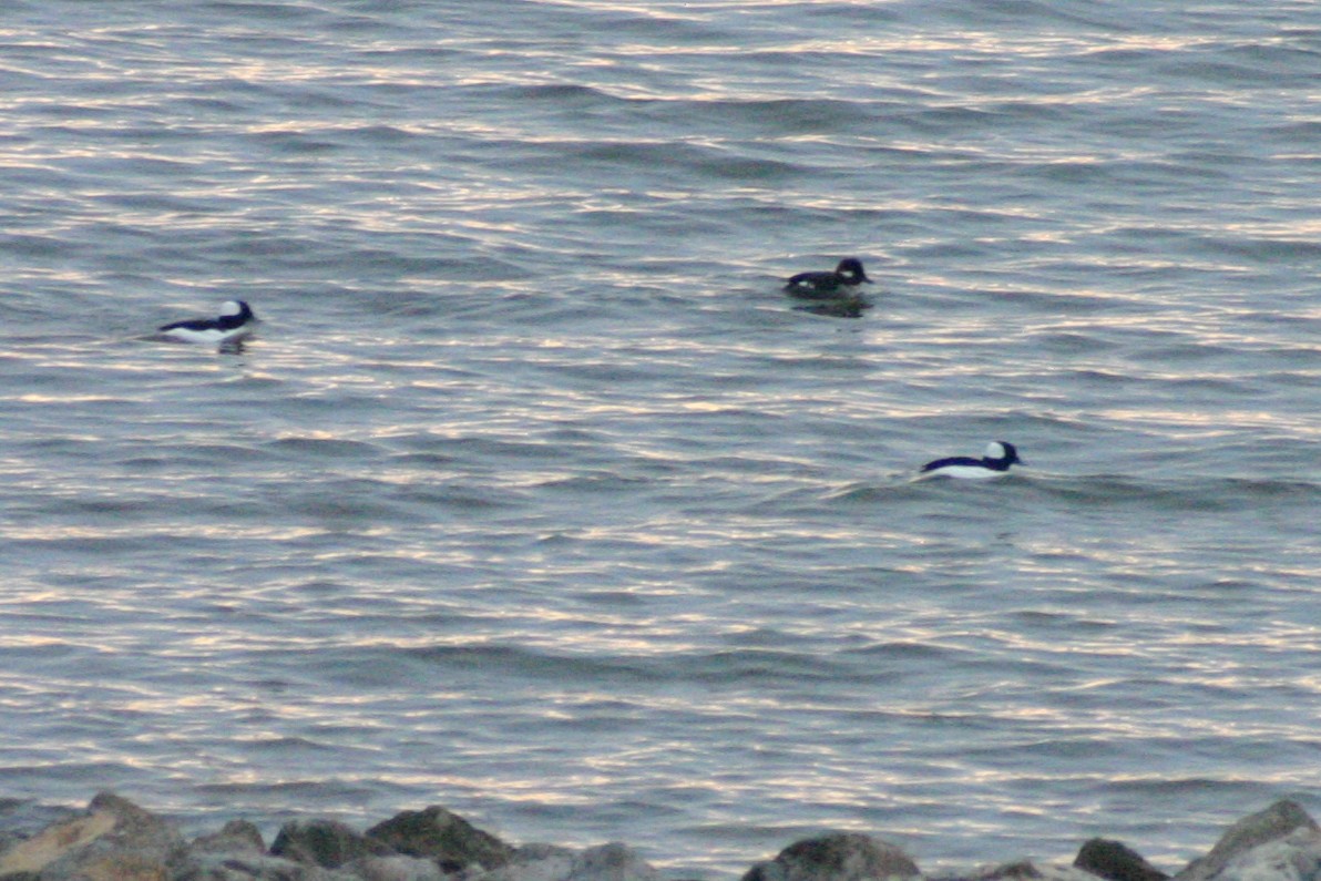 Bufflehead - Annette Talbot