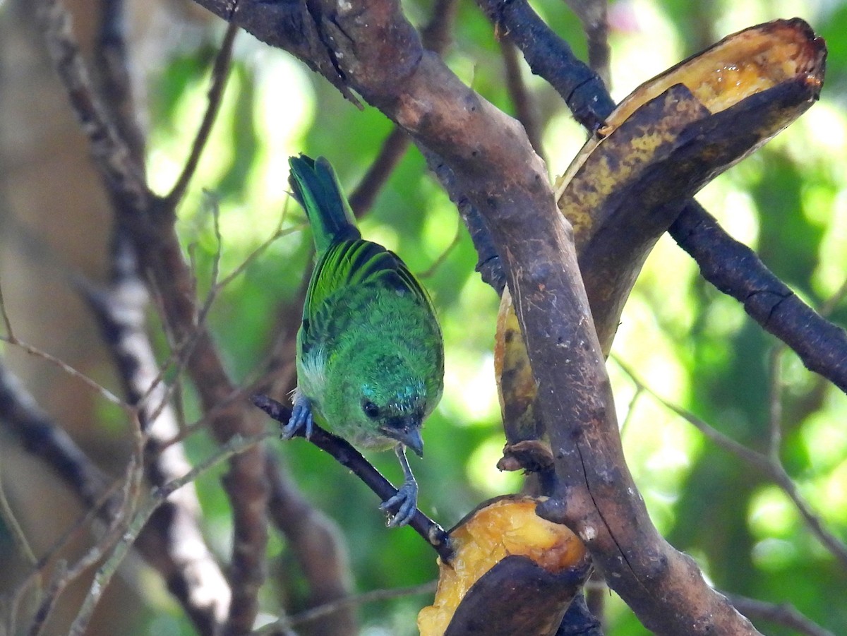 Green-headed Tanager - bob butler