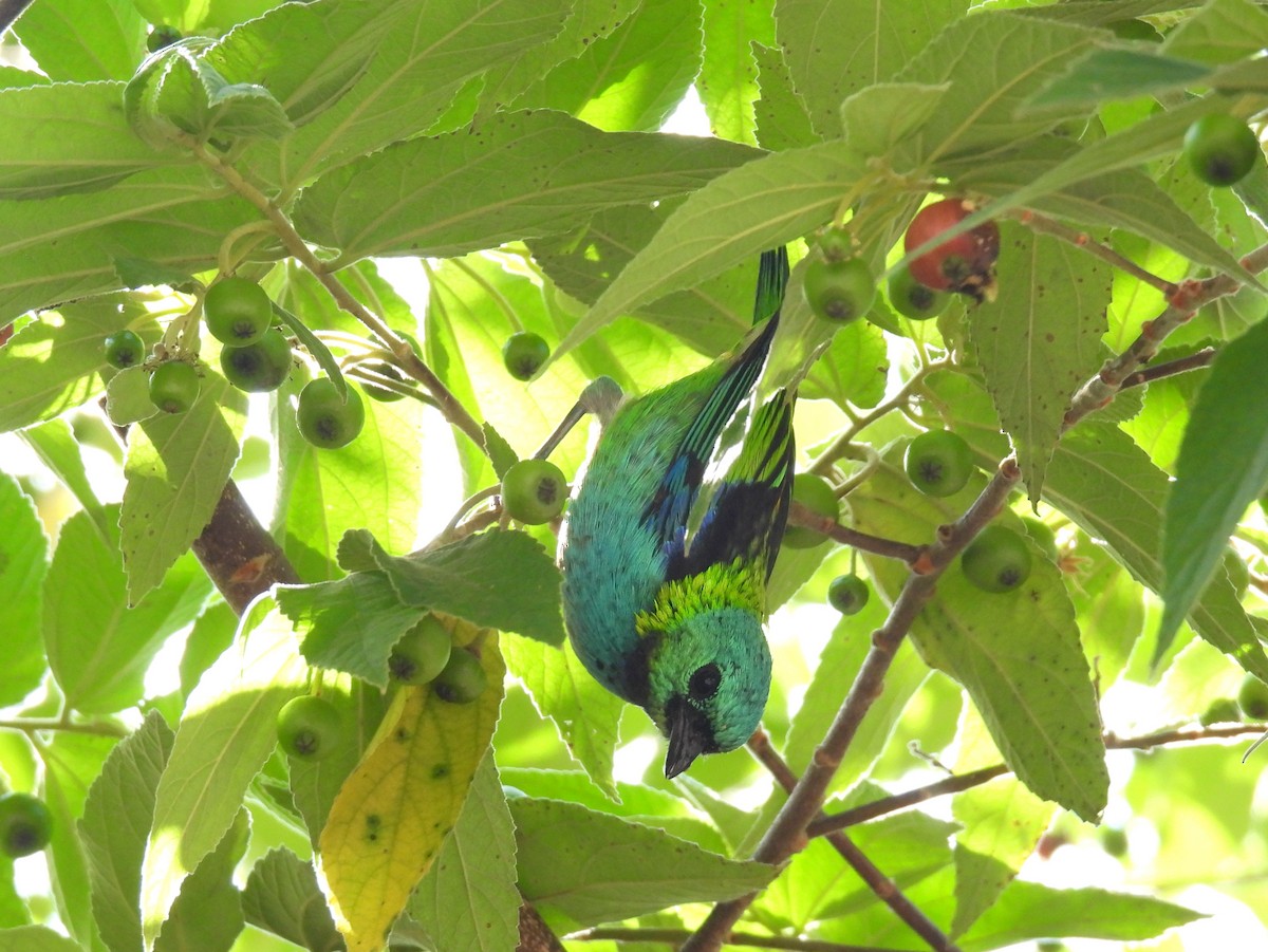 Green-headed Tanager - bob butler