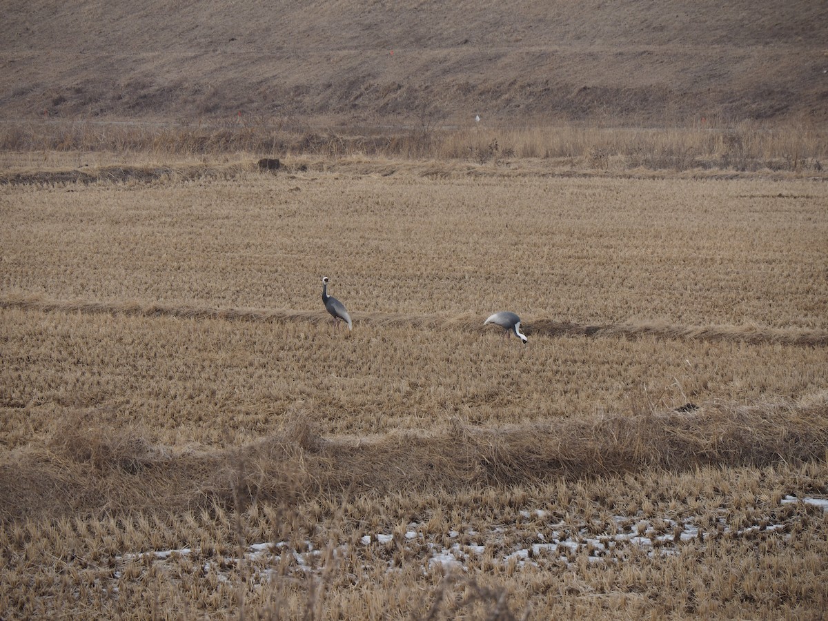 White-naped Crane - ML614686520