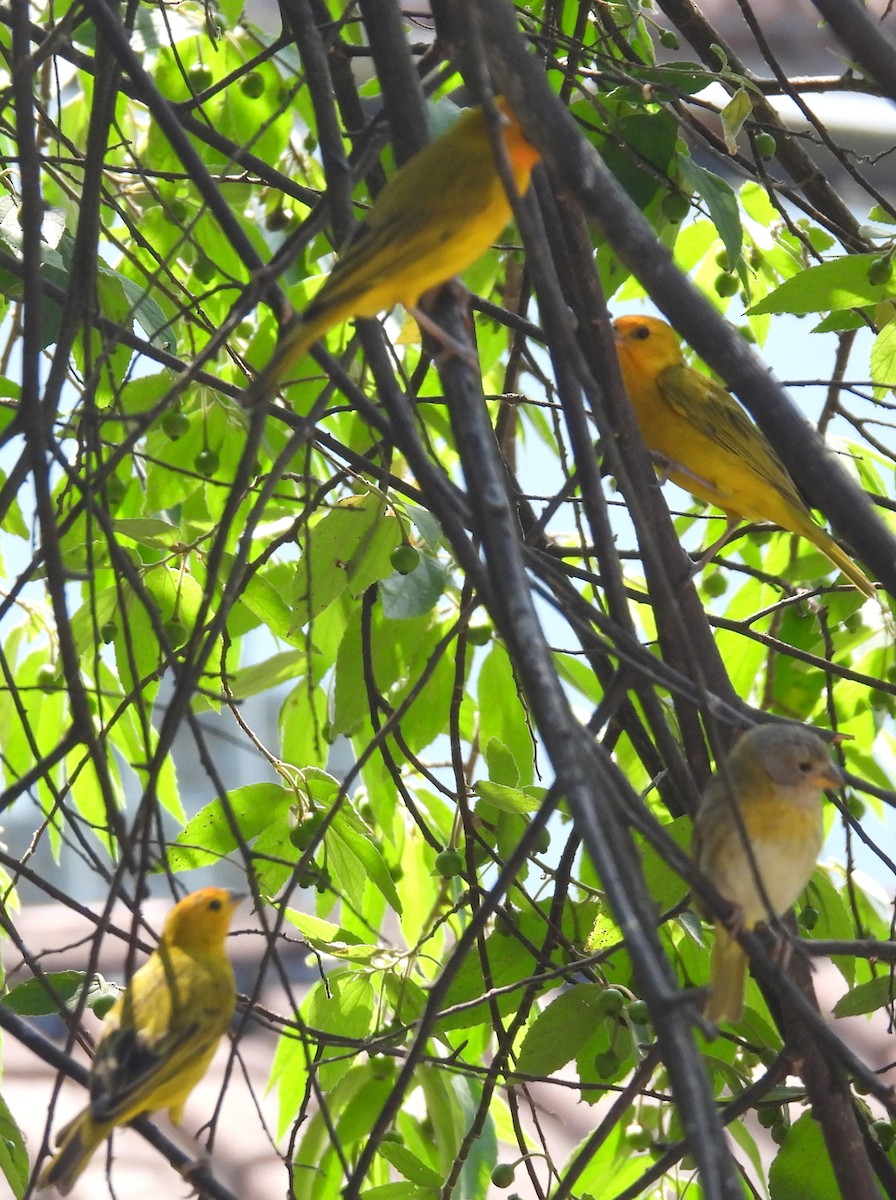 Saffron Finch (Saffron) - bob butler