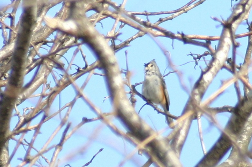 Tufted Titmouse - ML614686607