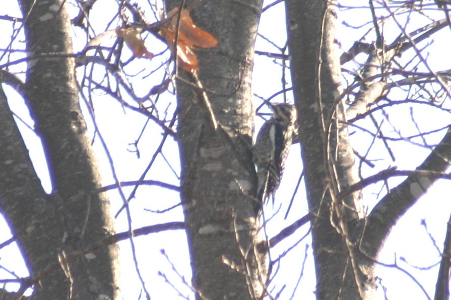 Yellow-bellied Sapsucker - ML614686610