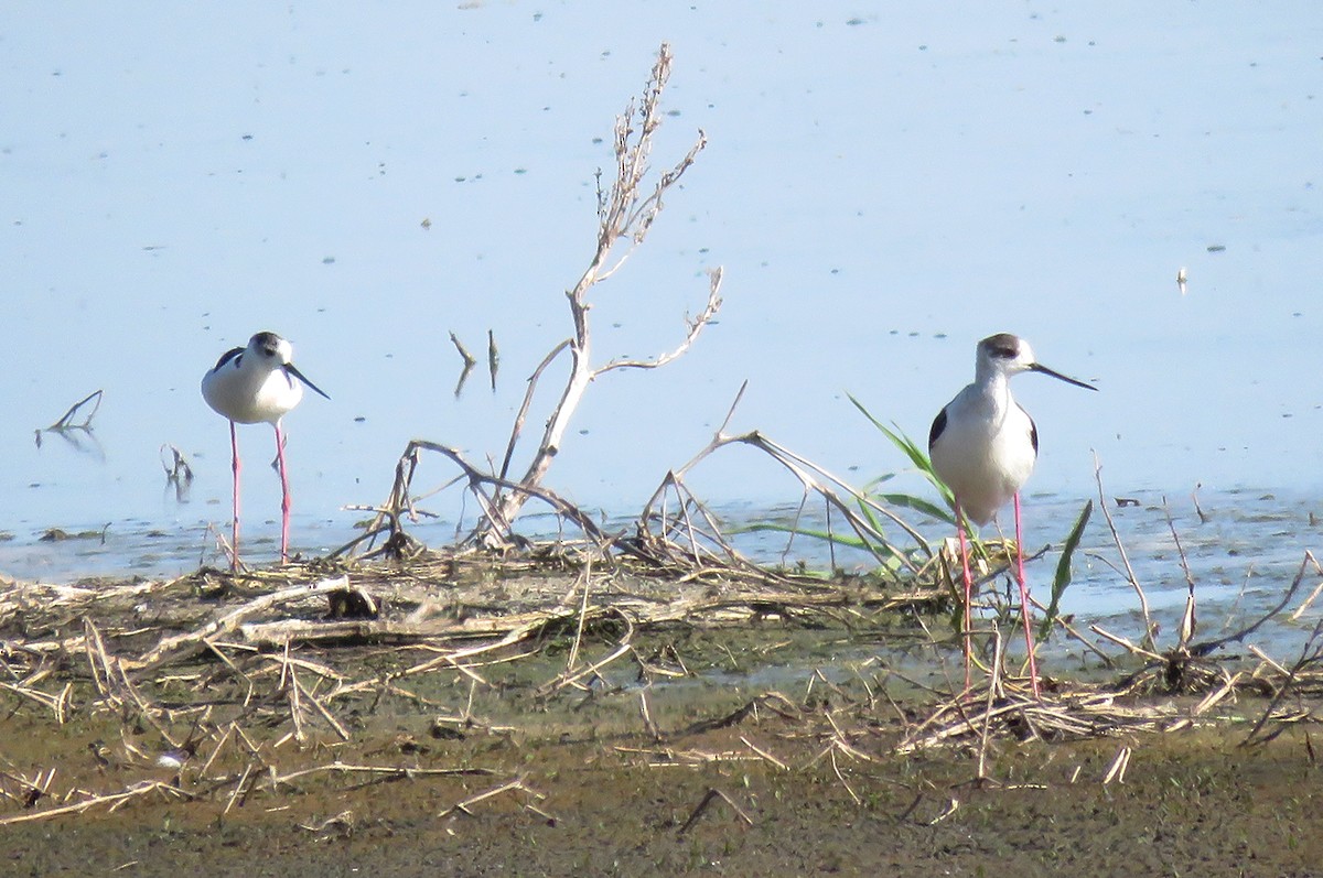 Black-winged Stilt - Alena Tsikhanovich