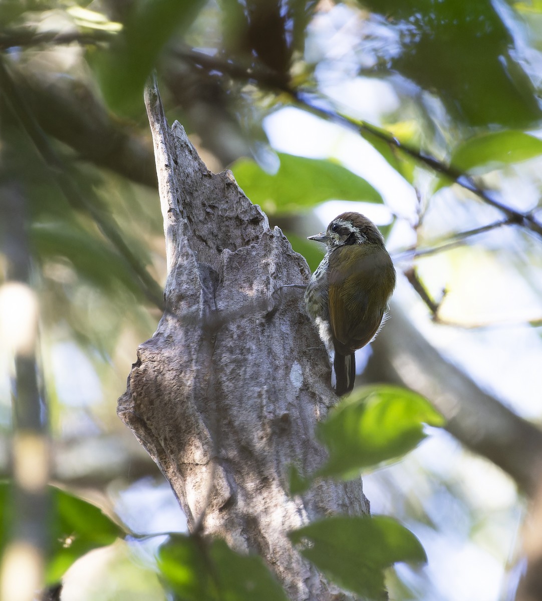 Speckled Piculet - ML614686662