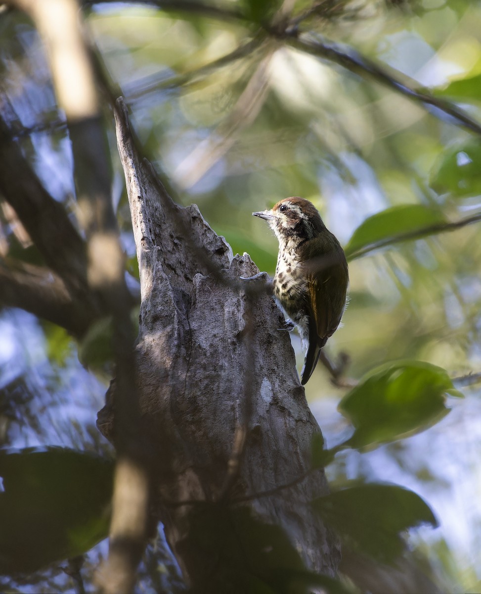 Speckled Piculet - ML614686663