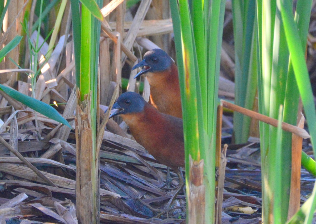 Ruddy Crake - Kelvin Bodden