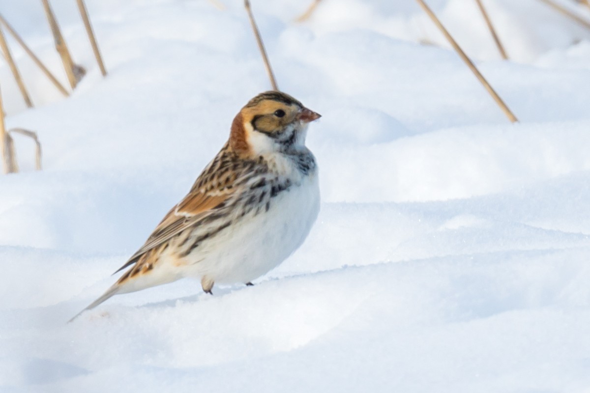 Lapland Longspur - ML614686722