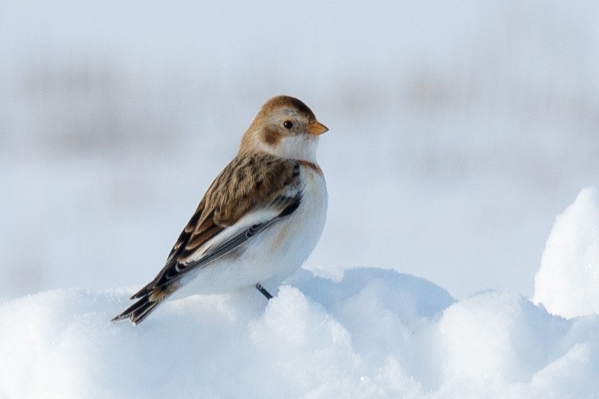 Snow Bunting - ML614686735