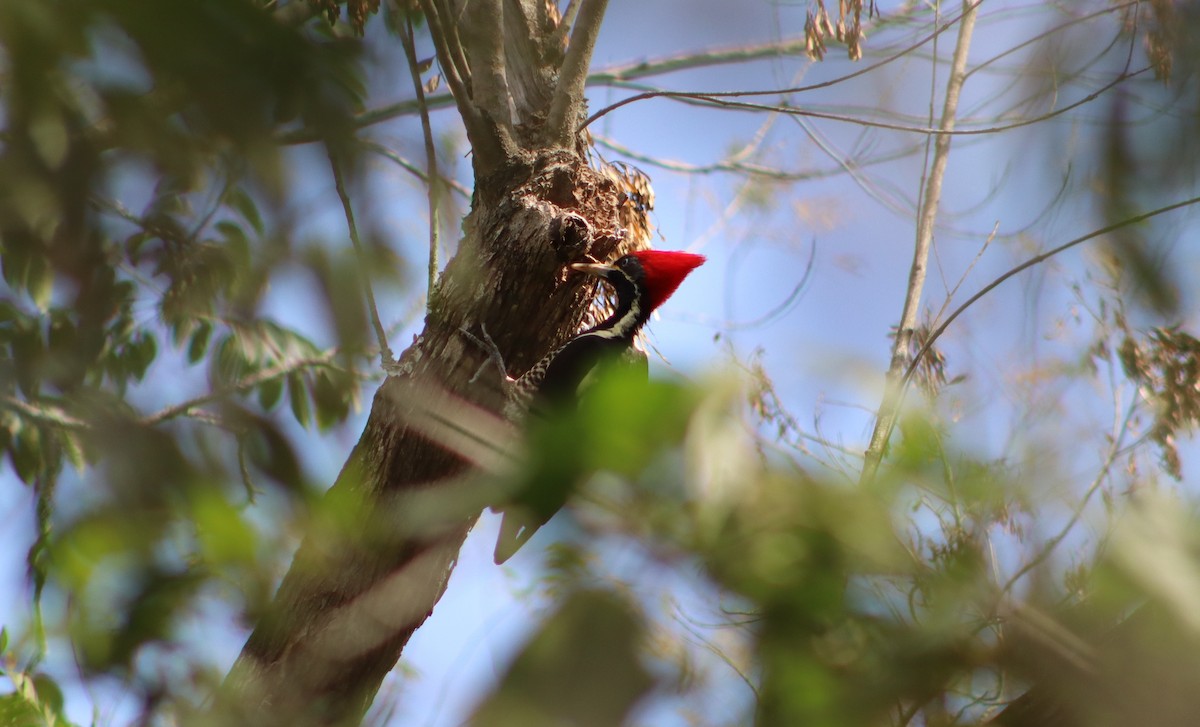 Lineated Woodpecker - Alejandro Aguilar