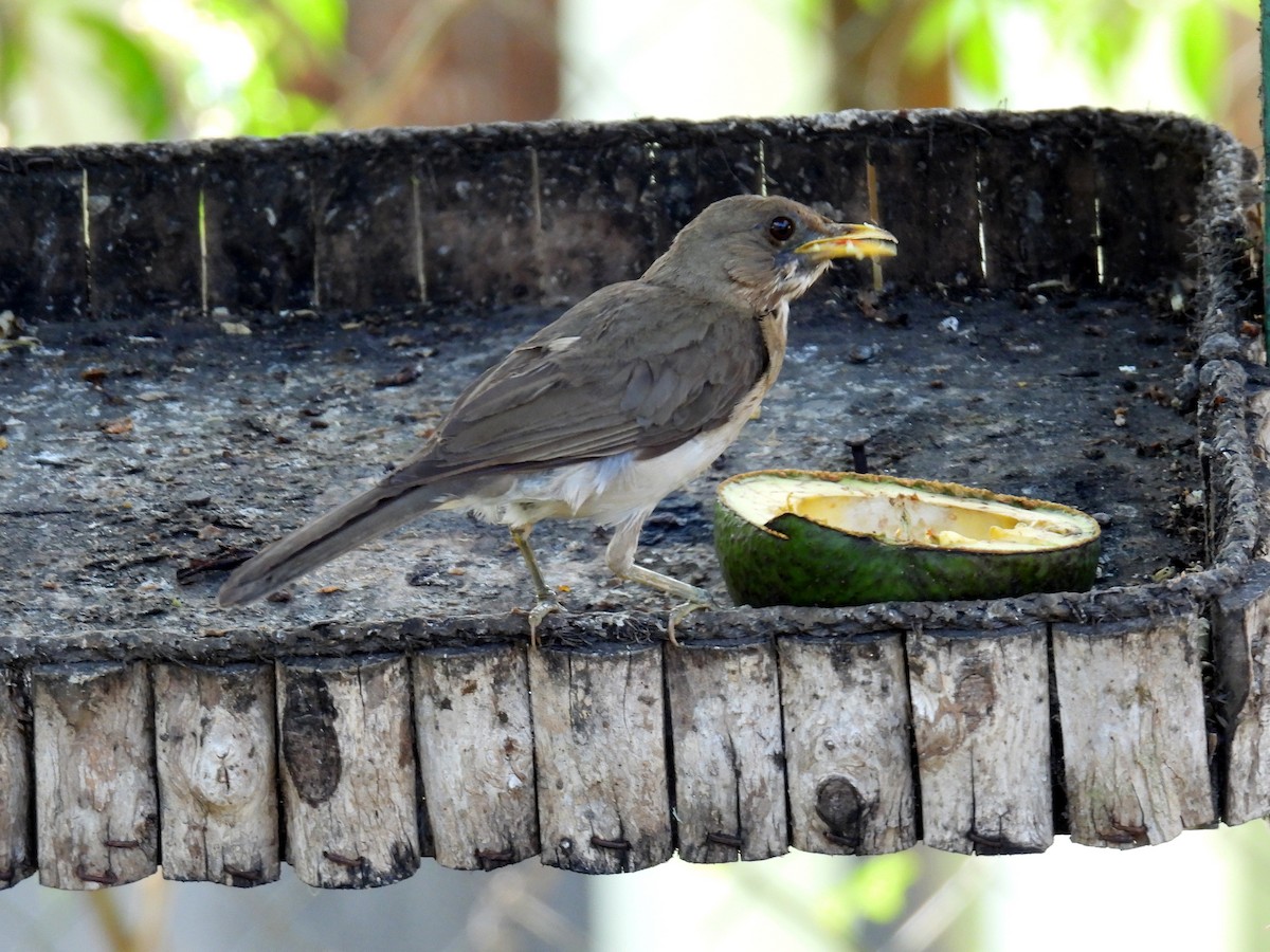 Creamy-bellied Thrush - bob butler