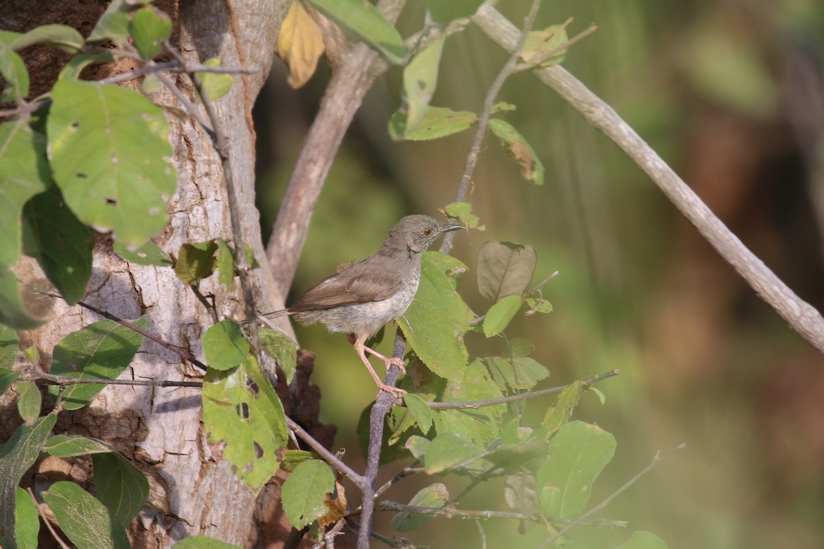 Miombo Wren-Warbler - ML614686821