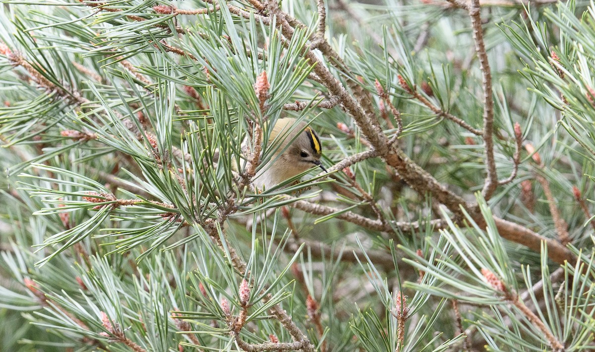 Goldcrest - ML614686825