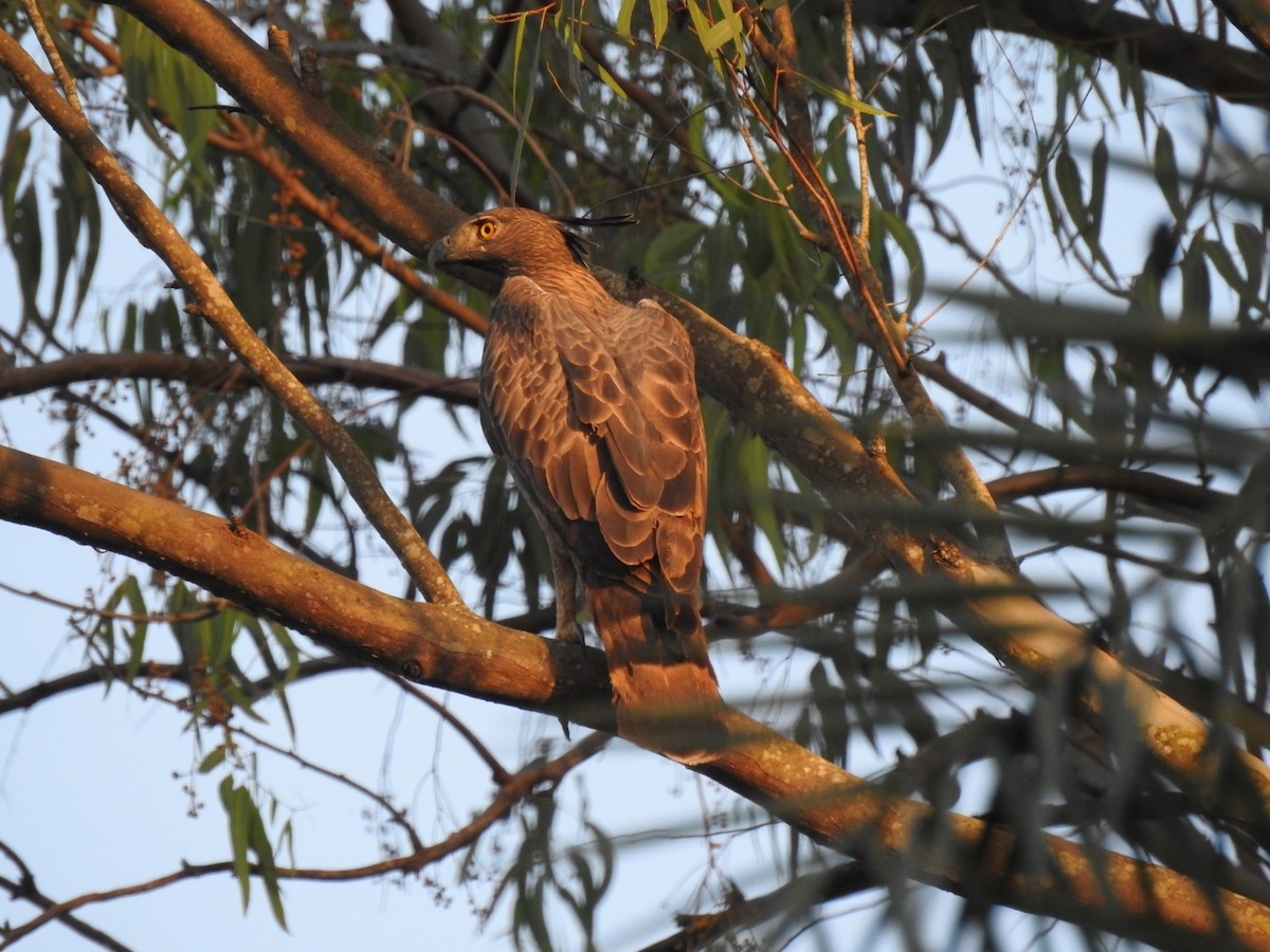 Indienhaubenadler - ML614686854