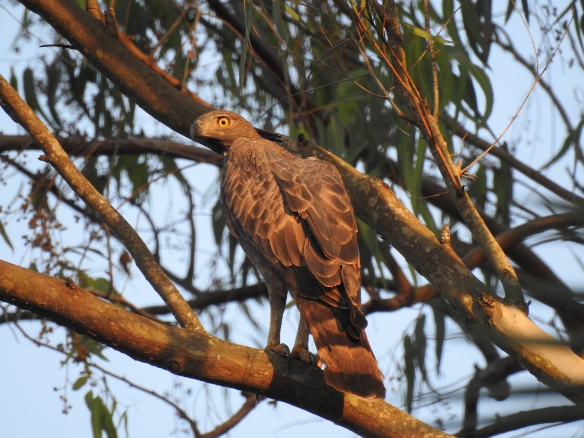 Changeable Hawk-Eagle - ML614686857