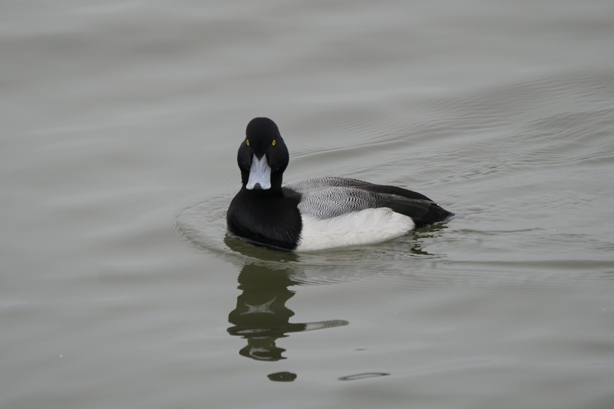 Greater Scaup - ML614686889