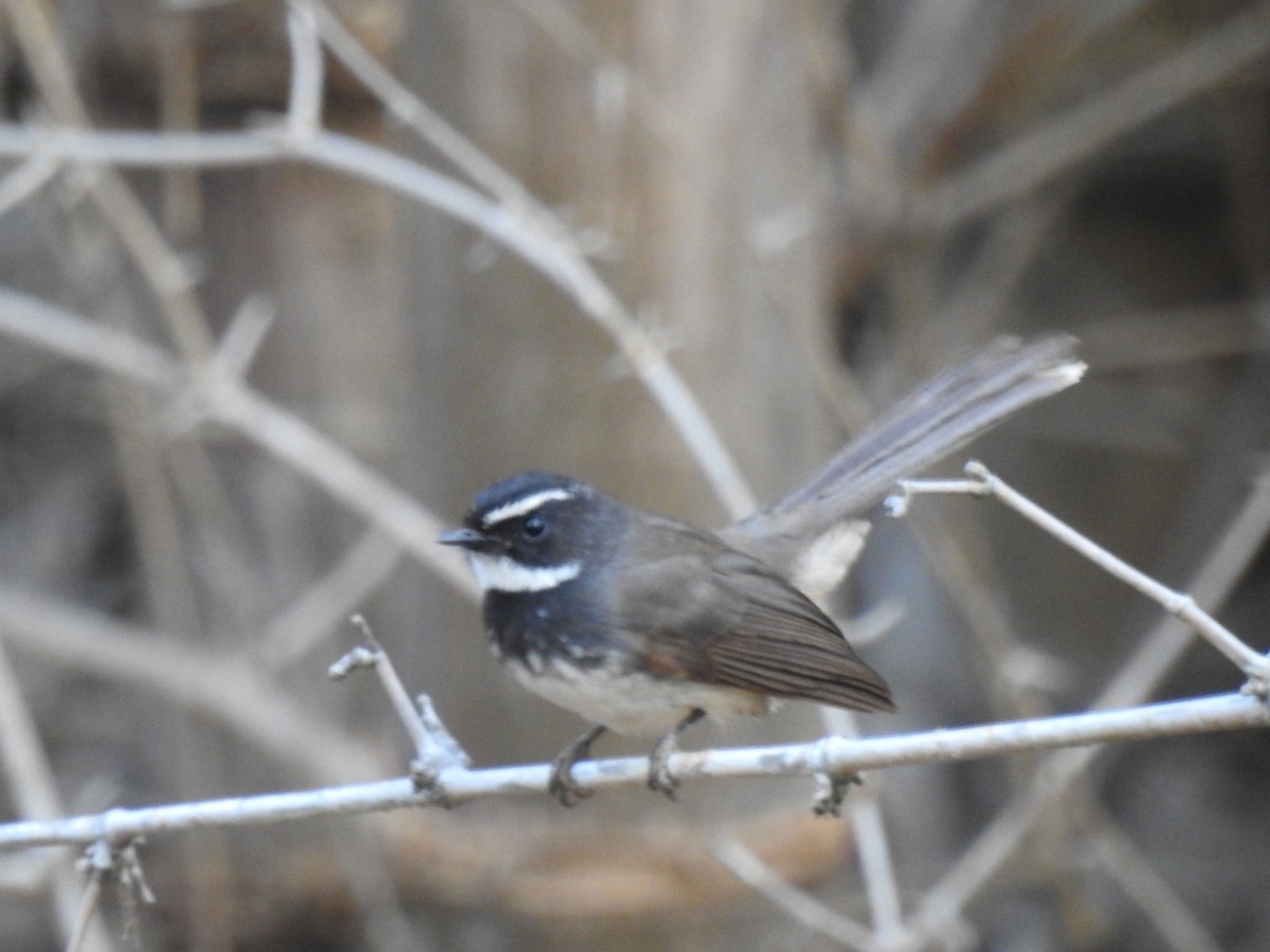 Spot-breasted Fantail - ML614686927