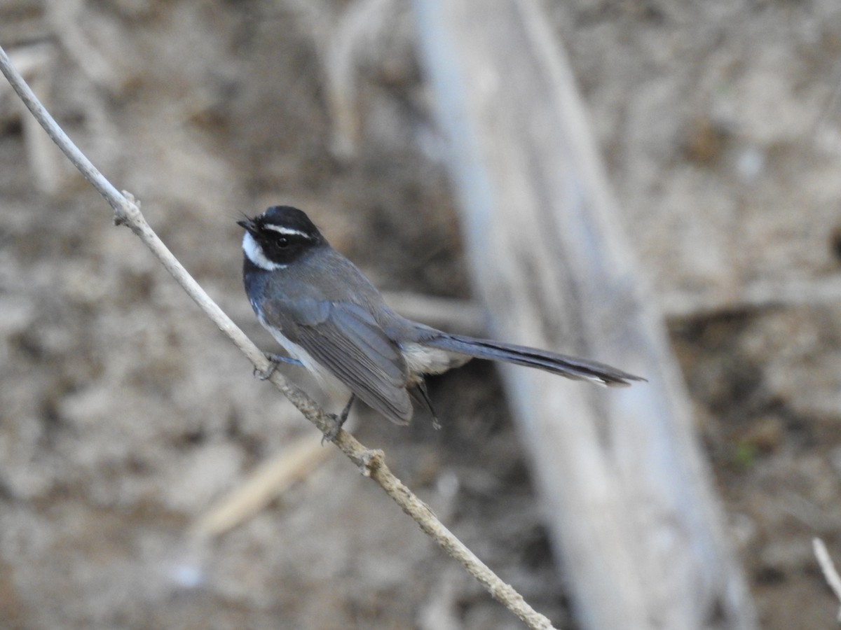 Spot-breasted Fantail - ML614686932