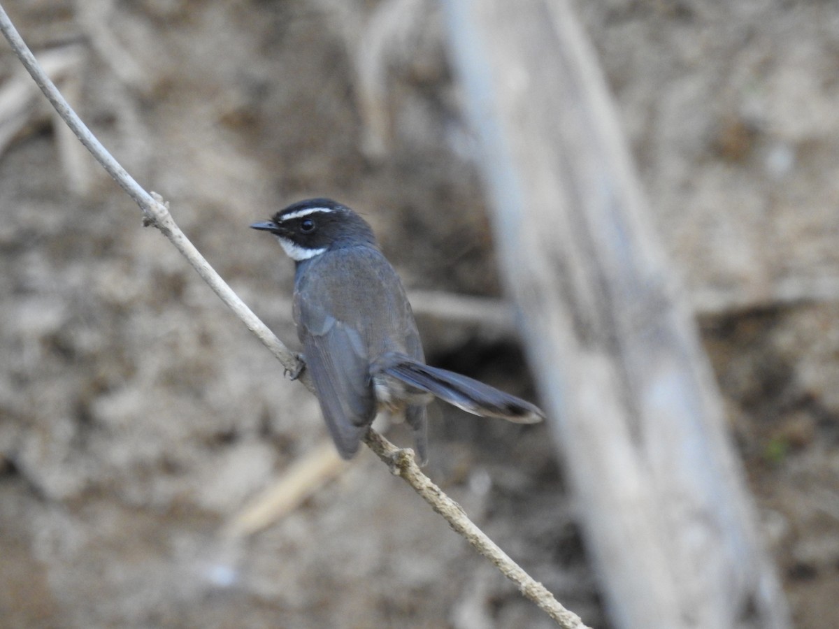 Spot-breasted Fantail - ML614686936