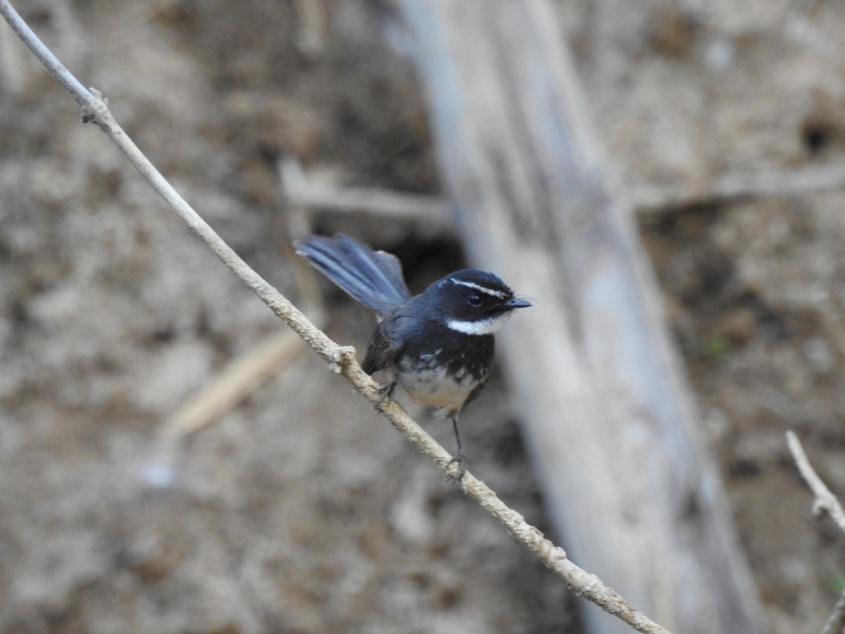 Spot-breasted Fantail - ML614686937